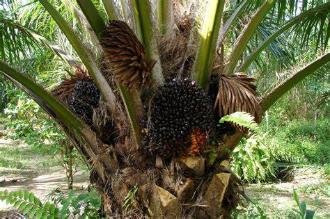indonesian palm oil